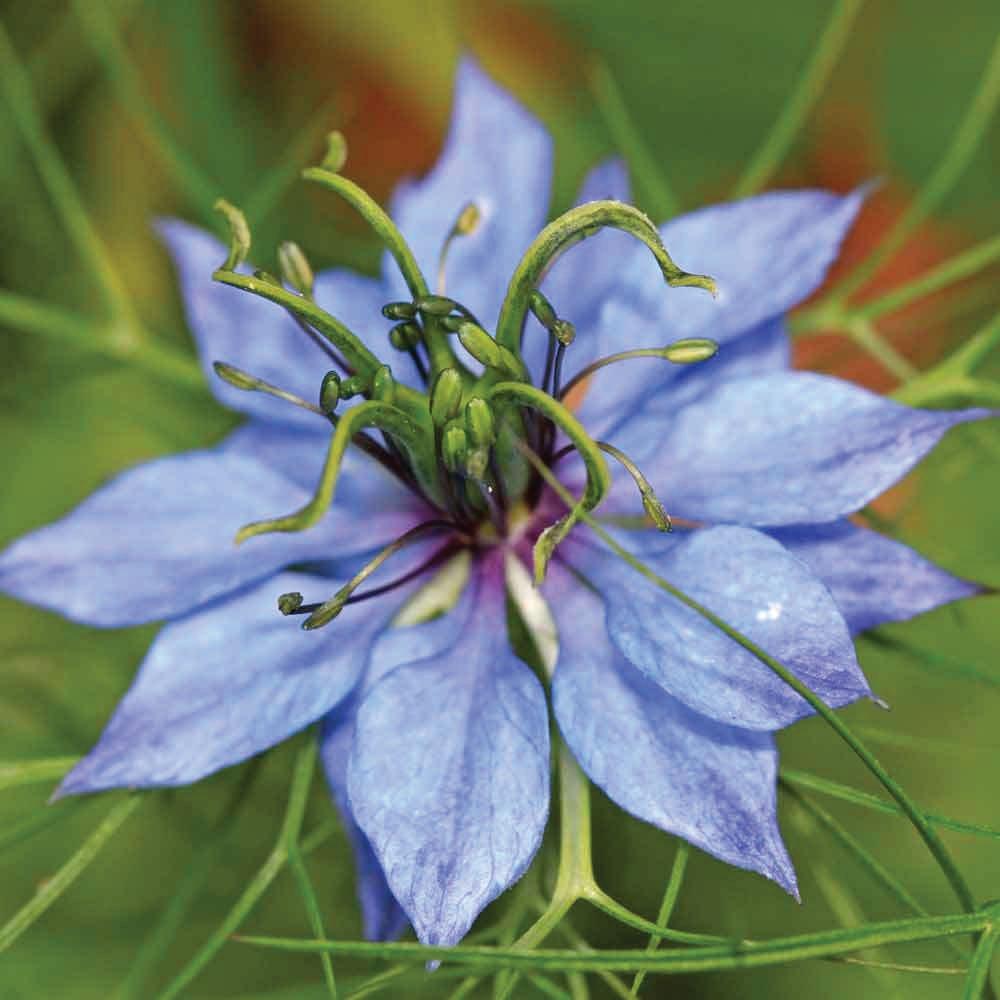 100ml Pure Black Seed Oil - 100% Ethiopian Nigella Sativa Cumin Cold
