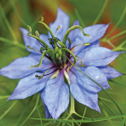 100ml Pure Black Seed Oil - 100% Ethiopian Nigella Sativa Cumin Cold