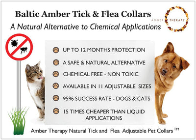 Small Dog Cherry Amber & Red Sea Coral Collar-4